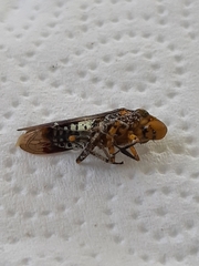 Homalodisca vitripennis