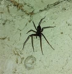 Sagana rutilans