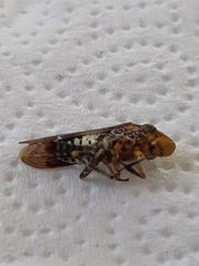 Homalodisca vitripennis