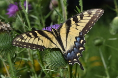Papilio glaucus