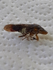 Homalodisca vitripennis