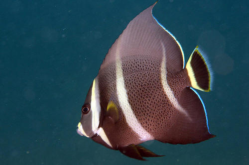 Grey Angelfish