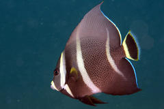 Gray Angelfish photo 4