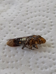 Homalodisca vitripennis