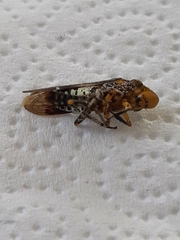 Homalodisca vitripennis