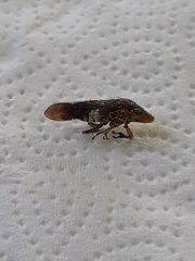 Homalodisca vitripennis