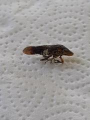 Homalodisca vitripennis