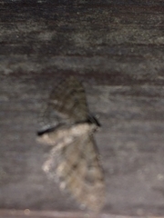 Eupithecia pusillata