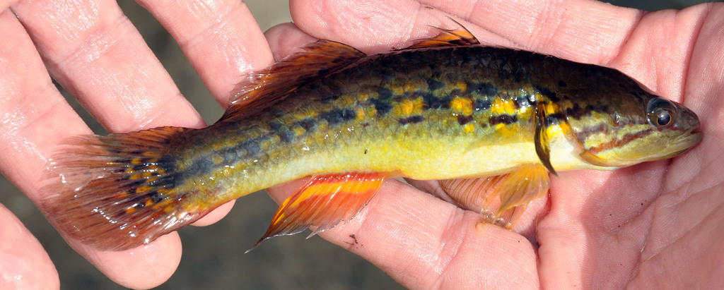 Snakehead gudgeon (Giuris margaritacea) — Eleotridae