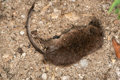 Sorex minutus