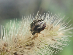 Eysarcoris