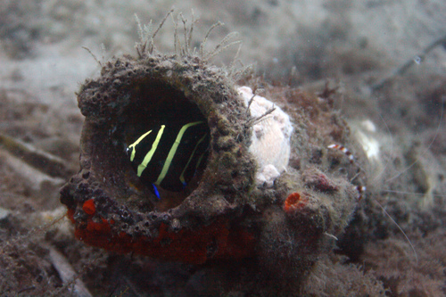 Grey Angelfish