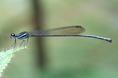 Prodasineura collaris