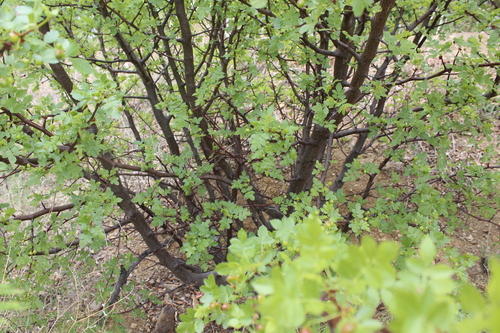 Linaloe (Bursera linanoe)
