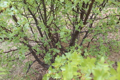 Bursera linanoe