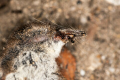Sorex minutus