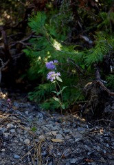 Monardella breweri lanceolata