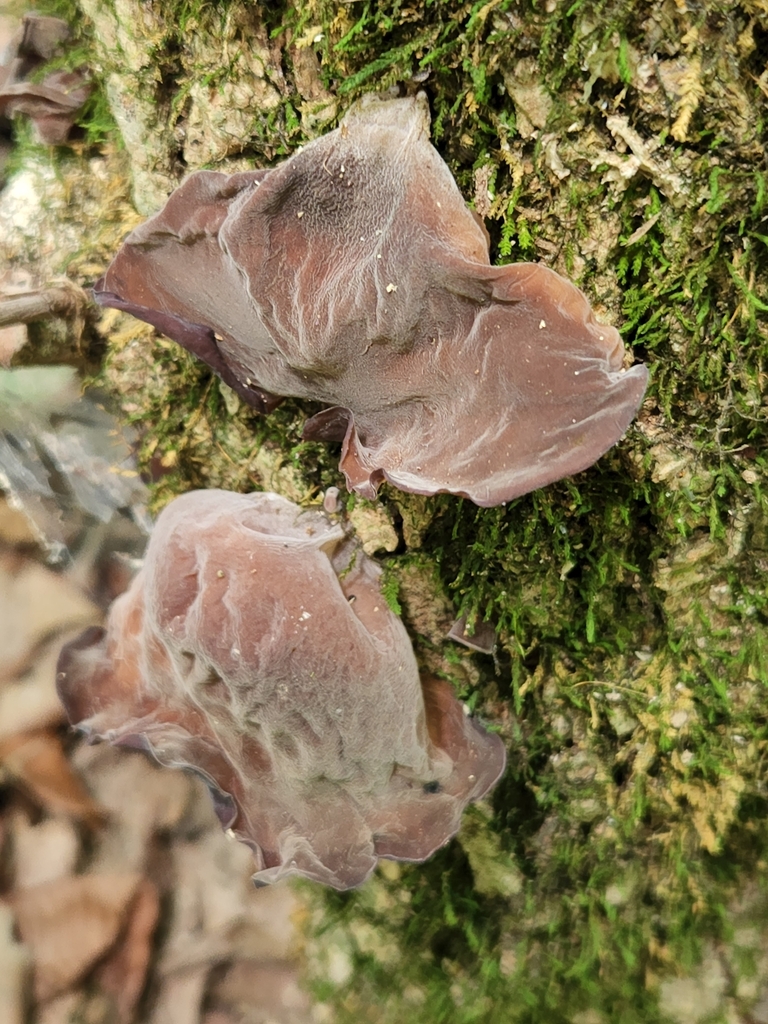 Wood ear fungi from Penn Township, IN, USA on August 12, 2022 at 0532