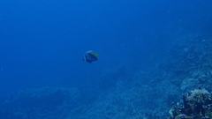 Heniochus singularius