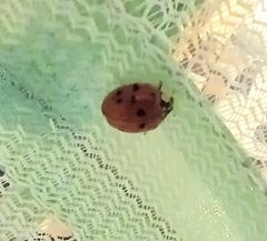 Harmonia axyridis
