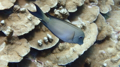 Striated Surgeonfish photo 5