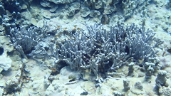 Porites cylindrica