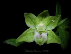 Epipactis exilis