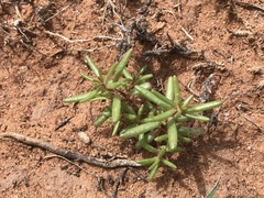 Portulaca halimoides
