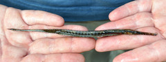 Microphis brachyurus