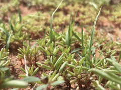 Portulaca halimoides