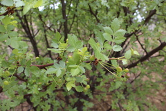 Bursera linanoe