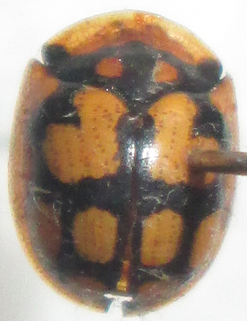 Chiridopsis suffriani