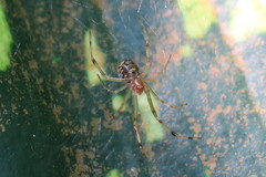 Theridion zonulatum