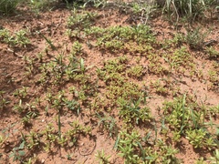 Portulaca halimoides