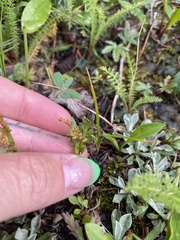 Botrychium hesperium