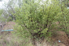 Bursera linanoe