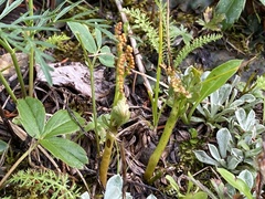 Botrychium hesperium