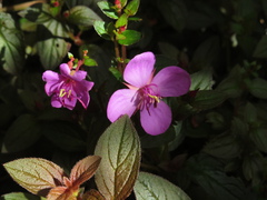 Heterocentron elegans