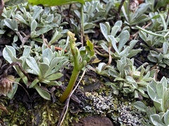 Botrychium hesperium