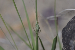 Oecanthus quadripunctatus
