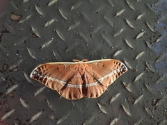 Antheraea assamensis