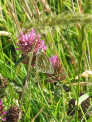 Tatochila xanthodice