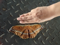 Antheraea assamensis