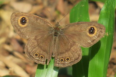 Ypthima horsfieldii humei