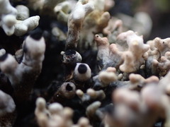 Acroscyphus sphaerophoroides