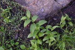 Streptopus amplexifolius