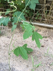 Pueraria montana lobata