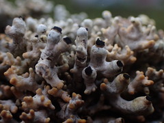 Acroscyphus sphaerophoroides