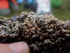 Acroscyphus sphaerophoroides