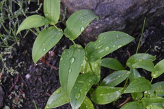 Streptopus amplexifolius